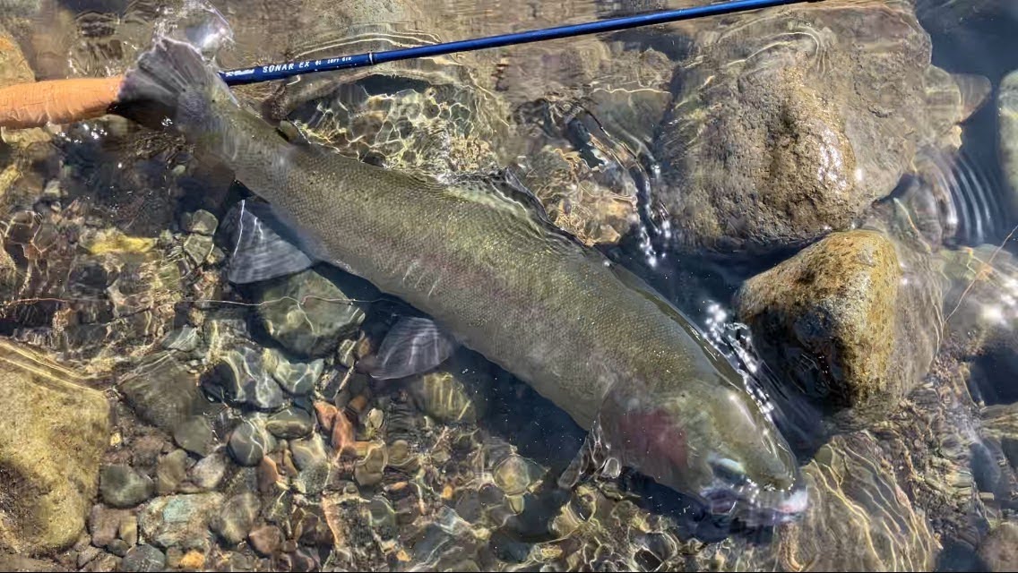 箱根早川でヒットした良型のニジマス